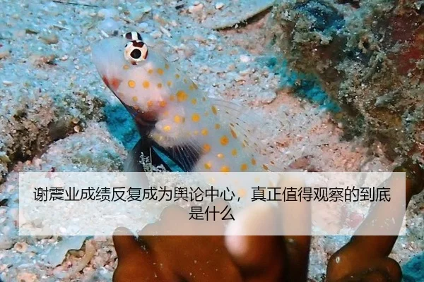 谢震业成绩反复成为舆论中心，真正值得观察的到底是什么 - 333tiyu